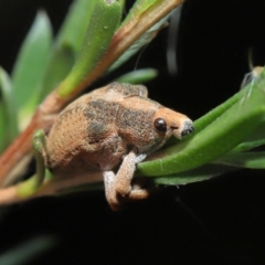 Gonipterus sp. (genus) at Paddys River, ACT - 25 May 2022 12:22 PM