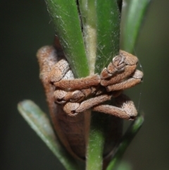 Gonipterus sp. (genus) at Paddys River, ACT - 25 May 2022