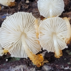 Lepiota s.l. at Bruce, ACT - 26 May 2022 by trevorpreston