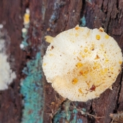 Lepiota s.l. at Bruce, ACT - 26 May 2022 01:53 PM