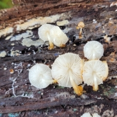 Lepiota s.l. at Bruce, ACT - 26 May 2022 01:53 PM