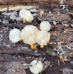 Lepiota s.l. at Bruce, ACT - 26 May 2022