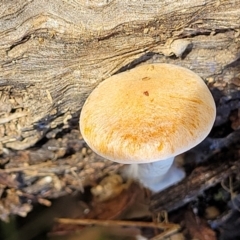 Unidentified Cap on a stem; gills below cap [mushrooms or mushroom-like] (TBC) at Bruce, ACT - 26 May 2022 by trevorpreston