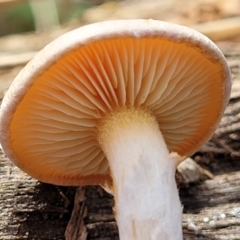 zz agaric (stem; gills not white/cream) at Bruce, ACT - 26 May 2022