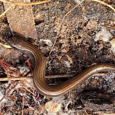 Hemiergis talbingoensis (Eastern Three-toed Earless Skink) at Bruce, ACT - 26 May 2022 by trevorpreston