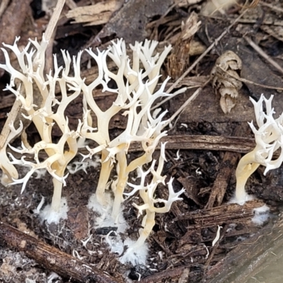 Clavulina coralloides (Spiky Coral) at Bruce Ridge to Gossan Hill - 26 May 2022 by trevorpreston
