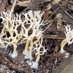 Unidentified Coralloid fungus, markedly branched (TBC) at suppressed - 26 May 2022 by trevorpreston