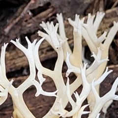 Clavulina coralloides at Bruce, ACT - 26 May 2022