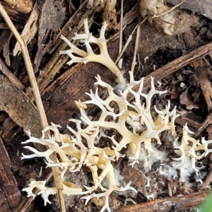 Clavulina coralloides at Bruce, ACT - 26 May 2022