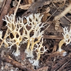 Clavulina coralloides at Bruce, ACT - 26 May 2022