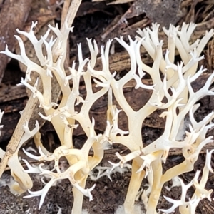 Clavulina coralloides at Bruce, ACT - 26 May 2022