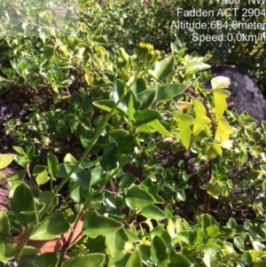 Senecio angulatus at Fadden, ACT - 26 May 2022