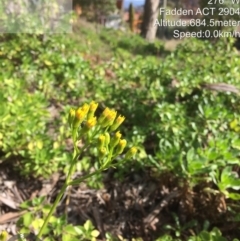 Senecio angulatus at Fadden, ACT - 26 May 2022