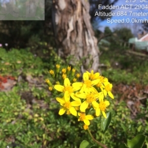 Senecio angulatus at Fadden, ACT - 26 May 2022 11:10 AM