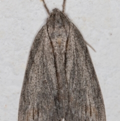 Chlenias banksiaria group (A Geometer moth) at Melba, ACT - 19 May 2022 by kasiaaus