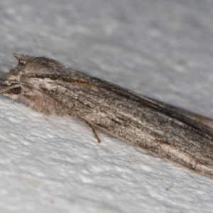 Chlenias banksiaria group at Melba, ACT - 20 May 2022