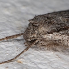 Chlenias banksiaria group at Melba, ACT - 20 May 2022 12:09 AM