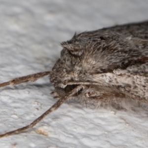 Chlenias banksiaria group at Melba, ACT - 20 May 2022 12:09 AM