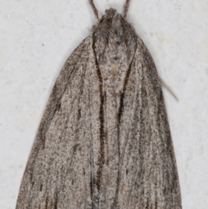 Chlenias banksiaria group at Melba, ACT - 20 May 2022 12:09 AM