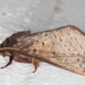 Oxycanus silvanus at Melba, ACT - 14 May 2022