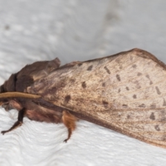 Oxycanus silvanus (Pale Oxycanus) at Melba, ACT - 15 May 2022 by kasiaaus