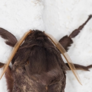 Oxycanus silvanus at Melba, ACT - 15 May 2022 01:40 AM