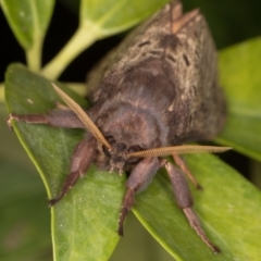 Oxycanus silvanus at Melba, ACT - 15 May 2022 01:40 AM