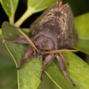 Oxycanus silvanus at Melba, ACT - 15 May 2022