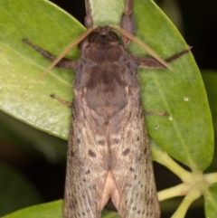 Oxycanus silvanus at Melba, ACT - 15 May 2022 01:40 AM