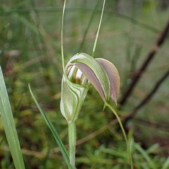 Pterostylis grandiflora (Cobra Greenhood) at Jerrawangala, NSW - 13 May 2022 by AnneG1