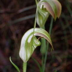 Pterostylis grandiflora at Jerrawangala, NSW - suppressed