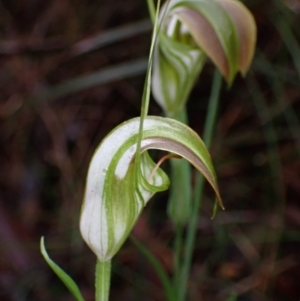 Pterostylis grandiflora at Jerrawangala, NSW - suppressed