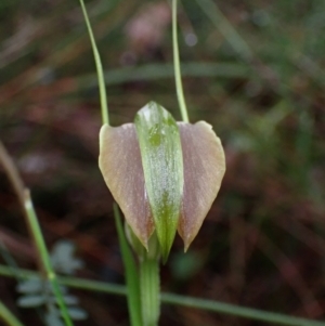 Pterostylis grandiflora at Jerrawangala, NSW - suppressed