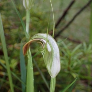 Pterostylis grandiflora at Jerrawangala, NSW - suppressed