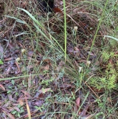 Pterostylis grandiflora at Jerrawangala, NSW - suppressed