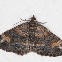 Epyaxa sodaliata (Sodaliata Moth) at Melba, ACT - 14 May 2022 by kasiaaus