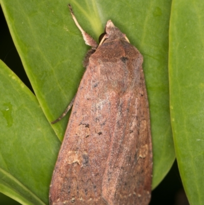 Diarsia intermixta (Chevron Cutworm, Orange Peel Moth.) at Melba, ACT - 15 May 2022 by kasiaaus