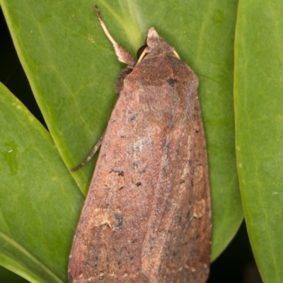 Diarsia intermixta (Chevron Cutworm, Orange Peel Moth.) at Melba, ACT - 14 May 2022 by kasiaaus