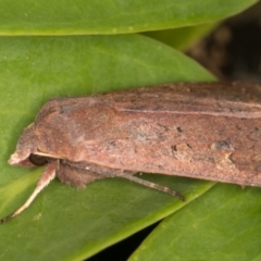 Diarsia intermixta at Melba, ACT - 15 May 2022 01:38 AM