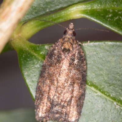Thrincophora impletana (a Tortrix moth) at Melba, ACT - 14 May 2022 by kasiaaus