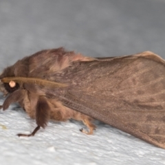 Oxycanus silvanus (Pale Oxycanus) at Melba, ACT - 17 May 2022 by kasiaaus