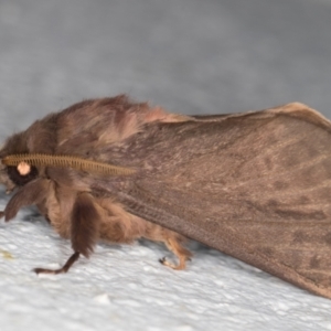 Oxycanus silvanus at Melba, ACT - 18 May 2022