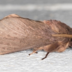 Oxycanus silvanus at Melba, ACT - 18 May 2022