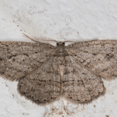 Ectropis (genus) (An engrailed moth) at Melba, ACT - 18 May 2022 by kasiaaus