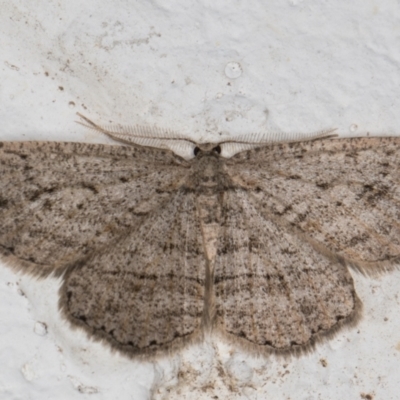 Ectropis (genus) (An engrailed moth) at Melba, ACT - 17 May 2022 by kasiaaus