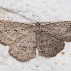 Ectropis (genus) at Melba, ACT - 18 May 2022