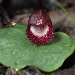 Corybas undulatus (Tailed Helmet Orchid) at Yerriyong, NSW - 14 May 2022 by AnneG1