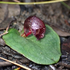 Corybas undulatus at Yerriyong, NSW - 14 May 2022