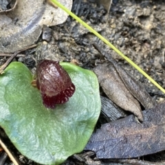 Corybas undulatus at Yerriyong, NSW - 14 May 2022