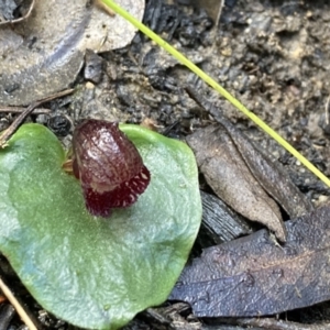 Corybas undulatus at Yerriyong, NSW - 14 May 2022